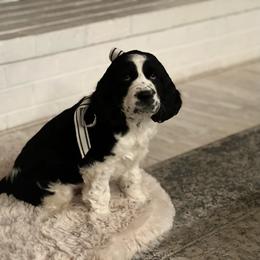 English Springer Spaniel Puppies from Hillsboro Springers