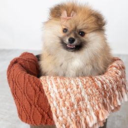 Pomeranian Puppies from Canine Charm & Co