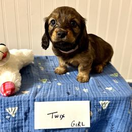 Twix - Chocolate and tan female Dachshund puppy in Crawford, Colorado from Spotted Doxie Ranch