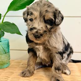 Sprig - Merle male Goldendoodle puppy in Livermore, Colorado from Heritage Hills Family Doodles