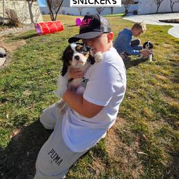 SNICKERS - Tri-color male Cavalier King Charles Spaniel puppy in Lehi, Utah from Angels and Nobility Cavaliers