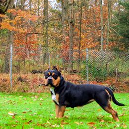 Nova - American Bully