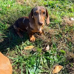 Beau - Dapple male Dachshund puppy in Crossville, Tennessee from Golden Mini Farm