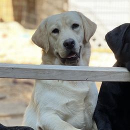 Francine - Labrador Retriever