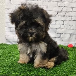 REDUCED Pongo - Black & tan tri-color male Morkie puppy in Monticello, Iowa from Ashley’s Puppies