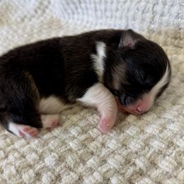 Blues Hog - Black tri-color male Australian Shepherd puppy in Ashland, Ohio from SS Australian Shepherds