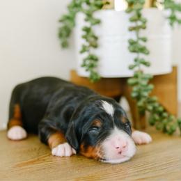 Goldie - Tri-color female Bernedoodle puppy in Spanish Fork, Utah from K Brand Doodles