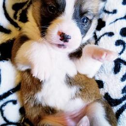 American Corgi and Pembroke Welsh Corgi Puppies from Whimsical Treasure Corgis