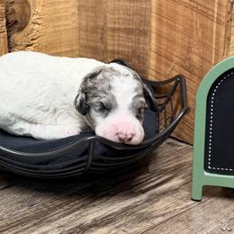 Salem - Blue merle female Aussiedoodle puppy in Lavonia, Georgia from H & A Kennels