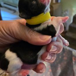 Female brindle yellow - Brindle female Shih Tzu puppy in Missouri from Farm Animal Mommy Shih tzu's Michalek Dog Breeder