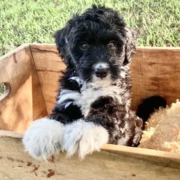 Aussiedoodle Puppies from Ellum Branch Aussiedoodles