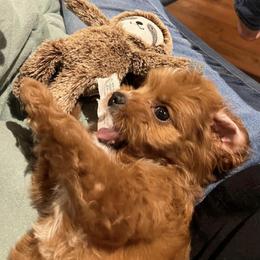 Cavapoo Puppies from Cumberland Cavapoos