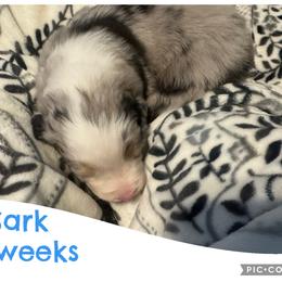 Sark - Blue merle male Australian Shepherd puppy in Grand Junction, Colorado from Niyu Aussies