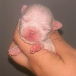 Nigiri - Cream male Chihuahua puppy in New Castle, Delaware from Sasha’s Elite Kennel LLC