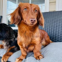 Red - Dachshund