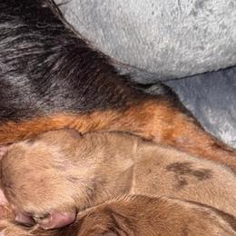 Blonde - Dapple female Dachshund puppy in Birchtree, Missouri from Cruzan Dachshunds