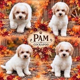 Pam Ravenscroft - Red roan female Cockapoo puppy in Holton, Indiana from MoonShine Babies / OZ