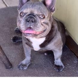 Stitch - French Bulldog