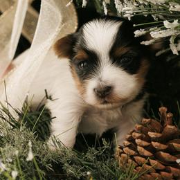 Holly - Parti female Yorkshire Terrier puppy in West Fargo, North Dakota from A Yorkie Tale