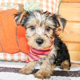 Riley - Black and tan male Yorkshire Terrier puppy in Hugo, Oklahoma from Ann R.