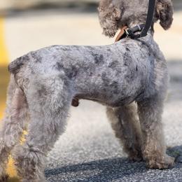 Old English Sheepdog, Poodle, Sheepadoodle, and Yorkipoo All Grown Up from Love Tallulah Sheepadoodles LLC