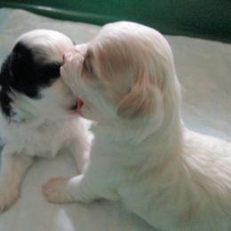 Havanese Puppies from Selah Havanese