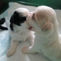 Havanese Puppies from Selah Havanese