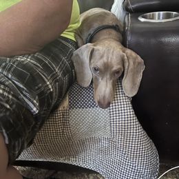 Smokey - Dachshund