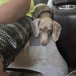 Smokey - Dachshund