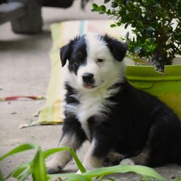 Border Collie Puppies from Ouachita Border Collies