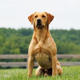 Max - Labrador Retriever