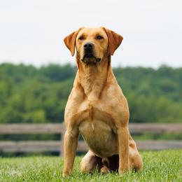 Max - Labrador Retriever