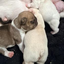Alvin - Fawn and white male French Bulldog puppy in New Hampton, New Hampshire from Kismet French Bulldogs