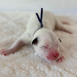 Home - Dark Blue - White and badger male Great Pyrenees puppy in San Marcos, California from Faith Family Freedom Farm