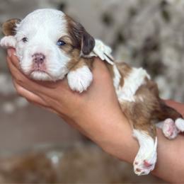 Quail - Merle male Cavapoo puppy in Yuciapa, California from AlltheDoodlez_