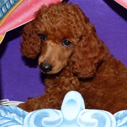 Julianne - Red  Poodle puppy in Fort Salonga, New York from Blues Performance Poodles