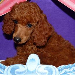 Julianne - Red  Poodle puppy in Fort Salonga, New York from Blues Performance Poodles