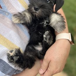 Boy 1 - Black and silver Miniature Schnauzer puppy in St. George, Utah from Schnauzer Society