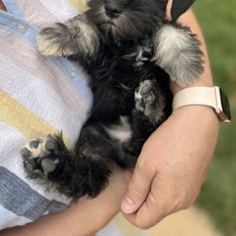 Boy 1 - Black and silver Miniature Schnauzer puppy in St. George, Utah from Schnauzer Society