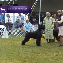 Giant Schnauzer All Grown Up from Hearthmore Giant Schnauzers