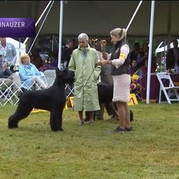 Giant Schnauzer All Grown Up from Hearthmore Giant Schnauzers