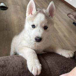 Girl 2 - Silver - Sable and white female Siberian Husky puppy in Independence, Wisconsin from Hito's Huskies