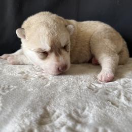 Jack male - Red and white male Siberian Husky puppy in Fairborn, Ohio from Haven of Free Spirits