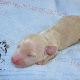 Cream boy - Cream male Dachshund puppy in Seminary, Mississippi from Down South Mavericks Dachshunds