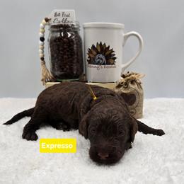 Expresso - Chocolate female Goldendoodle puppy in Summerville, South Carolina from Channys Doodles
