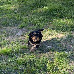 Cavapoo Puppies from Wright cavapoos