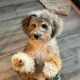 Bernedoodles and Irish Doodles from Willow-Be Doodles