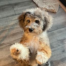 Bernedoodles and Irish Doodles from Willow-Be Doodles
