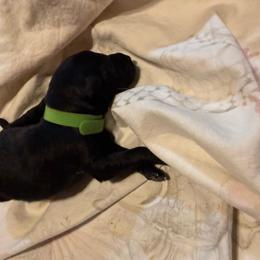 Bateau - Black brindle male Dutch Shepherd puppy in Saint Amant, Louisiana from Mercy Kennels