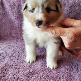 Shetland Sheepdog Puppies from Hawks Acres Shetland Sheepdogs